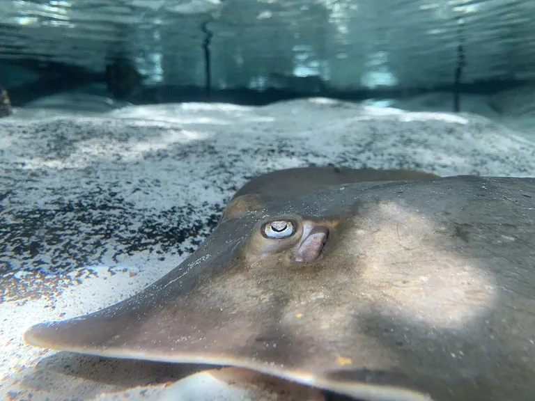Atlantic stingray (Hypanus sabinus) Florida Aquarium