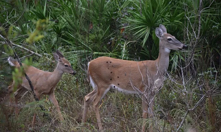 Flatwoods Conservation Park — official venue or organizer image