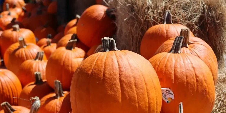 Armature Works Pumpkin Patch — organizer image