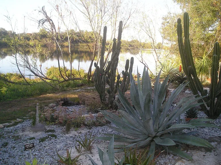 USF Botanical Garden6