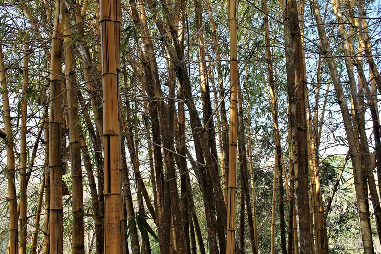 Bamboo at Florida Botanical Gardens, Largo, Florida on January 10, 2022
