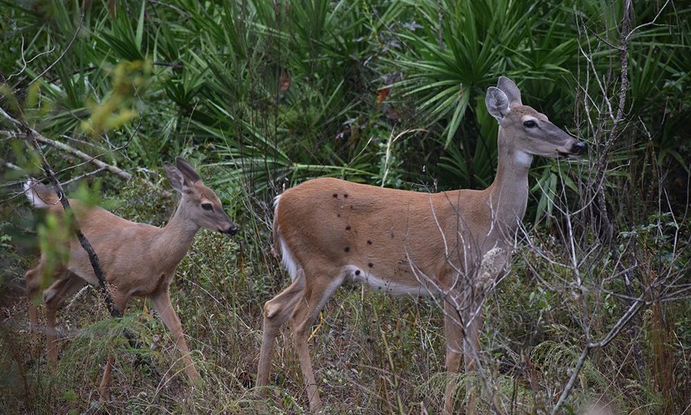 Flatwoods Conservation Park — official venue or organizer image
