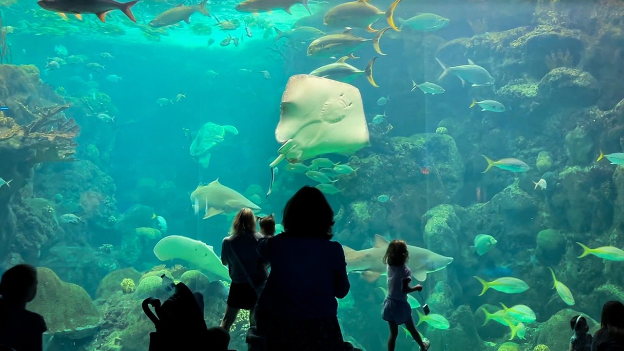 The Florida Aquarium — official venue or organizer image