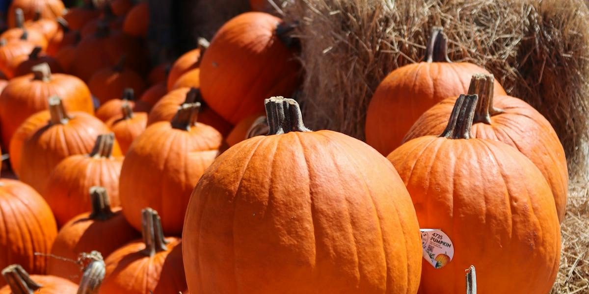 Armature Works Pumpkin Patch — organizer image